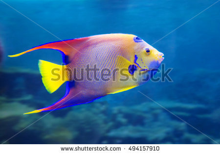Angel Fish For A Spot On The Head, Resembling A Crown, An Angel, - Angel Fish, Transparent background PNG HD thumbnail