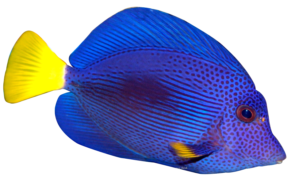 Coral Clipart Pet Fish #10 - Angel Fish, Transparent background PNG HD thumbnail