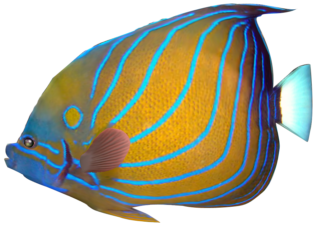 Marine Fish Clipart Transparent Fish #5 - Angel Fish, Transparent background PNG HD thumbnail
