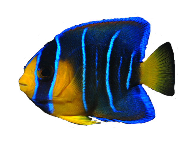 Ocean Fish Png Transparent Image - Angel Fish, Transparent background PNG HD thumbnail