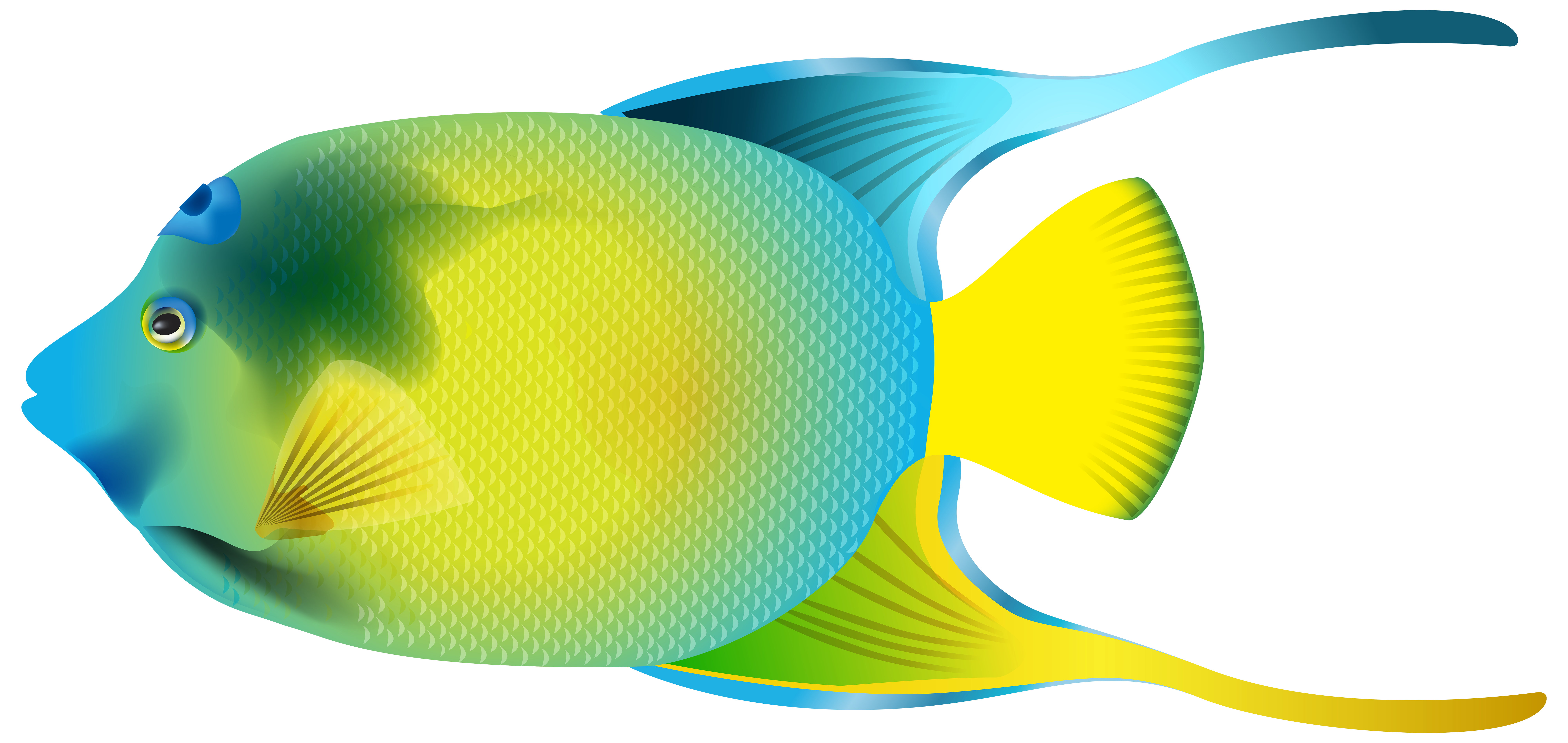 Queen Angelfish Png Transparent Clip Art Image - Angel Fish, Transparent background PNG HD thumbnail