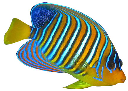 Tang Fish Clipart - Angel Fish, Transparent background PNG HD thumbnail