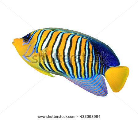 Tropical Fish: Regal Angelfish Isolated On White Background - Angel Fish, Transparent background PNG HD thumbnail