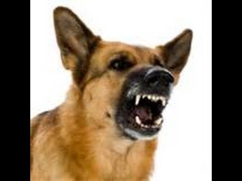 Angry Dog Bark And Growl Sound Effects - Angry Dog, Transparent background PNG HD thumbnail