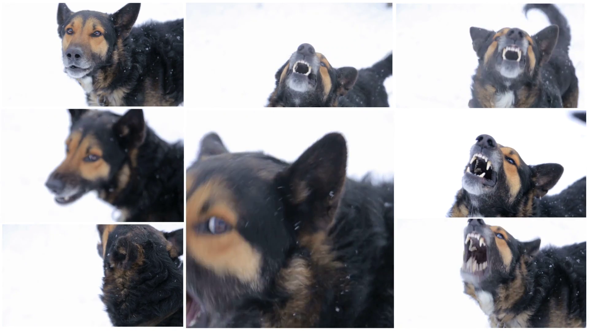 Barking Enraged Angry Dog Outdoors. The Dog Looks Aggressive, Dangerous . Furious Dog. Angry And Aggressive Dog Showing Teeth On Snow In Winter. - Angry Dog, Transparent background PNG HD thumbnail