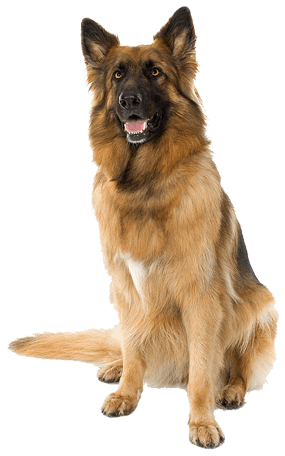 Dog Png Image Picture Download Dogs Png Image - Angry Dog, Transparent background PNG HD thumbnail