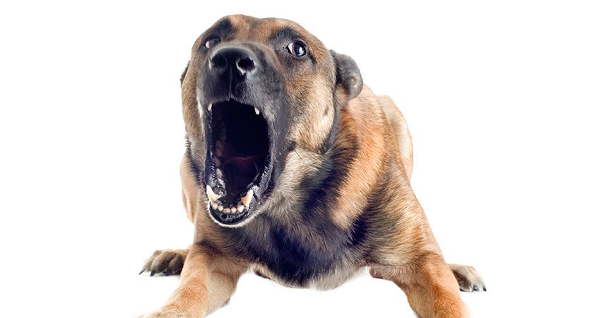 Dog White Background Pics - Angry Dog, Transparent background PNG HD thumbnail