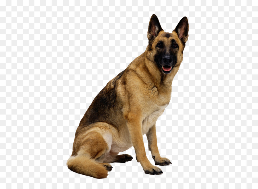 German Shepherd Clip Art   Dog Png Image, Picture, Download, Dogs - Angry Dog, Transparent background PNG HD thumbnail