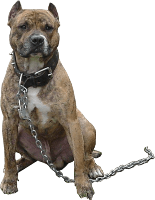 Pitbull Chain - Angry Dog, Transparent background PNG HD thumbnail