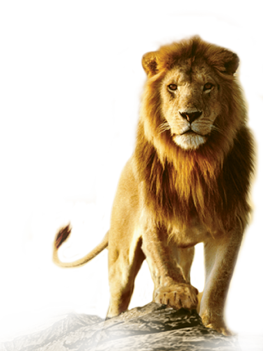 378X504 Px - Angry Lion, Transparent background PNG HD thumbnail