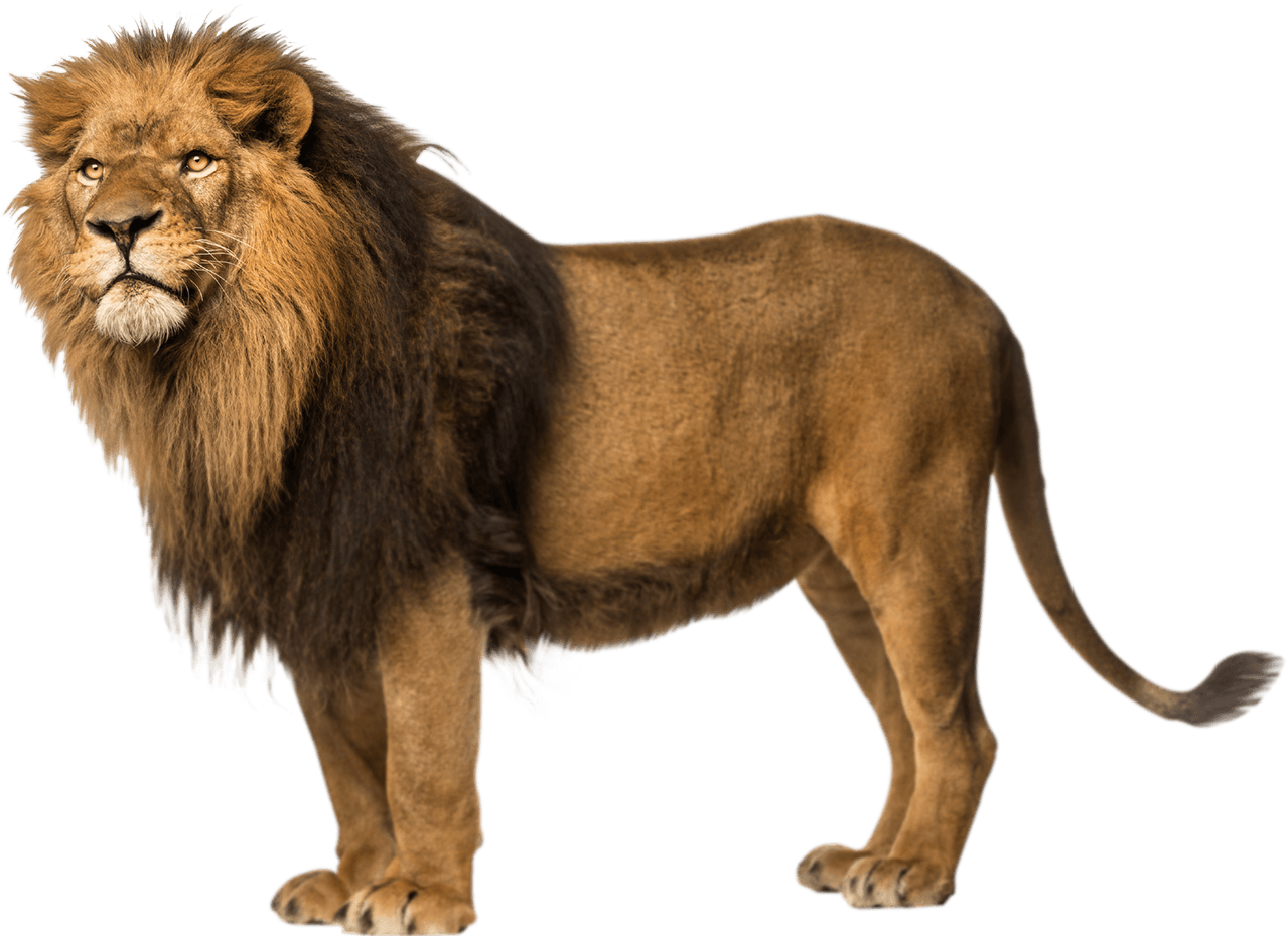 Download Png Image   Lion Free Download Png - Angry Lion, Transparent background PNG HD thumbnail