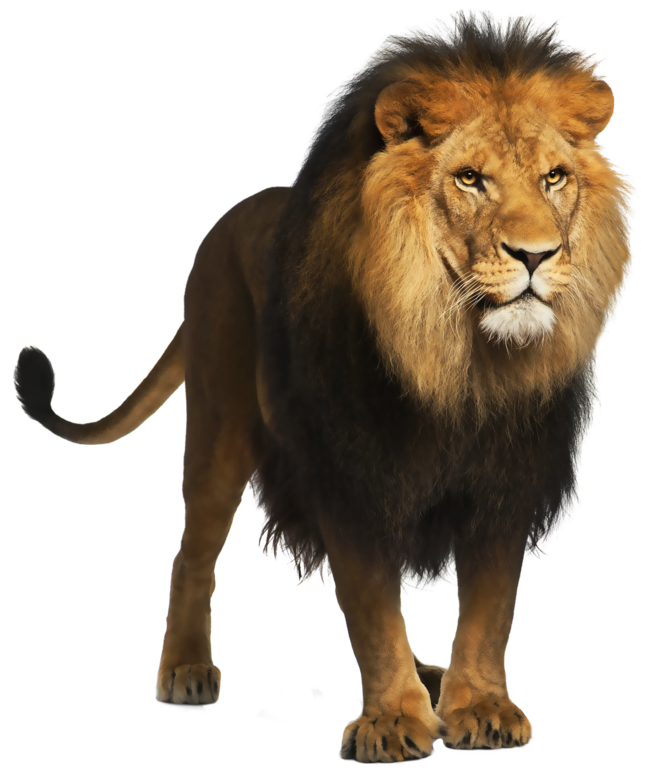 Lion Png - Angry Lion, Transparent background PNG HD thumbnail