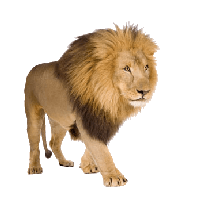 Lion Png Image Image Download Picture Lions Png Image - Angry Lion, Transparent background PNG HD thumbnail
