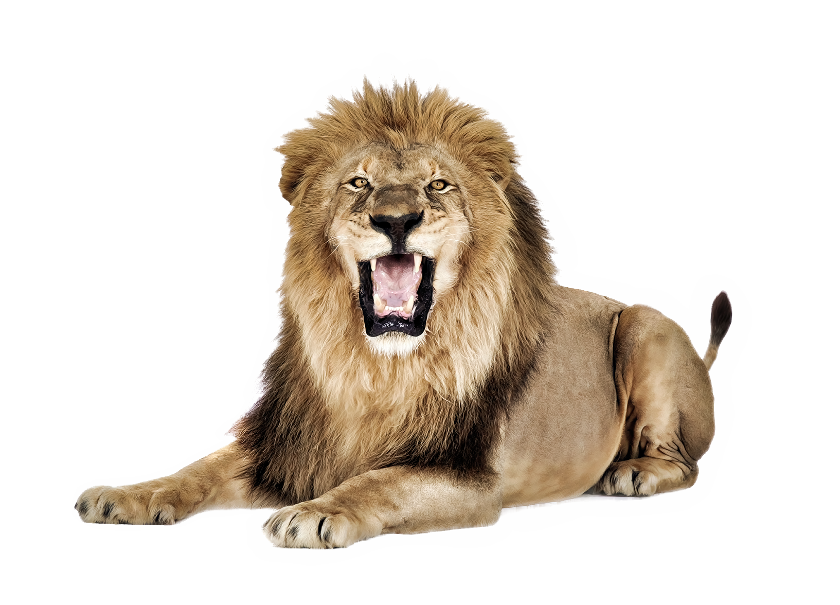 Lioness Roar Png Pic - Angry Lion, Transparent background PNG HD thumbnail