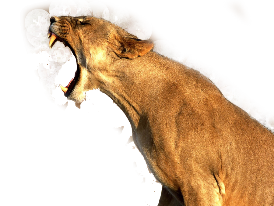 Lioness Roar Transparent Png - Angry Lion, Transparent background PNG HD thumbnail