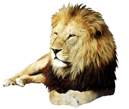 . Hdpng.com Resting Male Lion Photo Cuts - Angry Lion, Transparent background PNG HD thumbnail