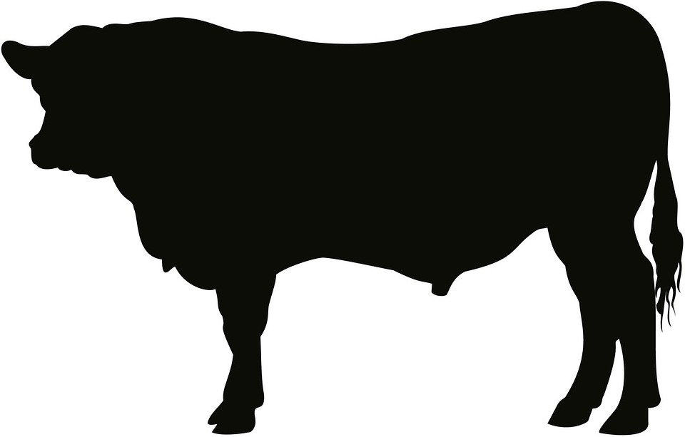 Angus Bull Cattle Cow Art Artwork Silhouette - Angus Bull, Transparent background PNG HD thumbnail