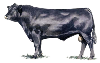 Generations Of Hard Working U.s. Angus Breeders Have Spent Years Perfecting Their Product, Adopting The Latest Technologies, Studying Performance Data, Hdpng.com  - Angus Bull, Transparent background PNG HD thumbnail