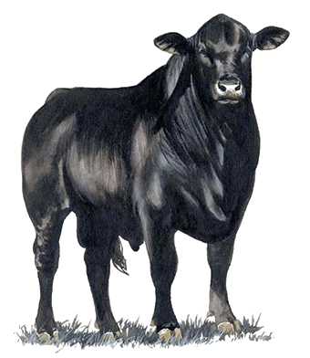 Their Genetics Are Stabilized At 3/8 Brahman And 5/8 Angus, With A Designed Breeding Up System That Permits For The Infusion Of New Base Breed Genetics. - Angus Bull, Transparent background PNG HD thumbnail