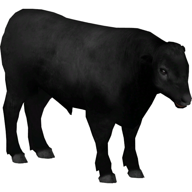 Angus Cattle PNG - Aberdeen Angus Cattle 