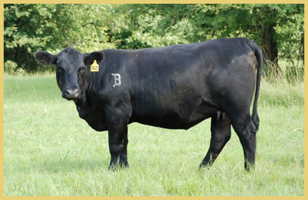 Angus Cattle Png - Angus Beef Hdpng.com , Transparent background PNG HD thumbnail