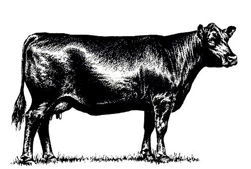 angus bull cattle cow art art