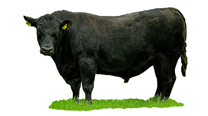 Angus Cattle Png - Peters Angus Bulls, Transparent background PNG HD thumbnail