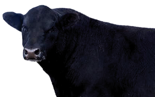 Angus Cattle Png - Sandy Bar / Valley Blossom Angus Cattle Sent Overseas: « Sandy Bar Angus | Valley Blossom Ranch, Transparent background PNG HD thumbnail