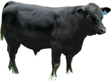 Angus Cattle Png - Slide, Transparent background PNG HD thumbnail