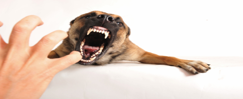 Dog Bite Lawyer Ohio - Animal Bites, Transparent background PNG HD thumbnail