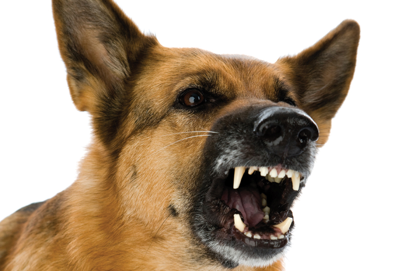 Dog Bites: Protecting Your Staff U0026 Clients - Animal Bites, Transparent background PNG HD thumbnail