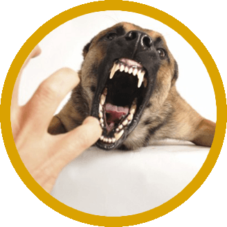 If You Have Been Bitten By A Dog In Illinois And Have Questions About Your Legal Rights, Contact Us Immediately To Speak With An Illinois Dog Bite Attorney. - Animal Bites, Transparent background PNG HD thumbnail