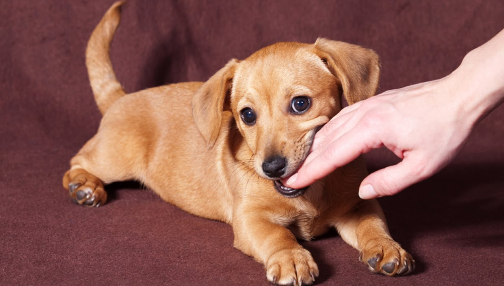 Preventing Dog Bites - Animal Bites, Transparent background PNG HD thumbnail