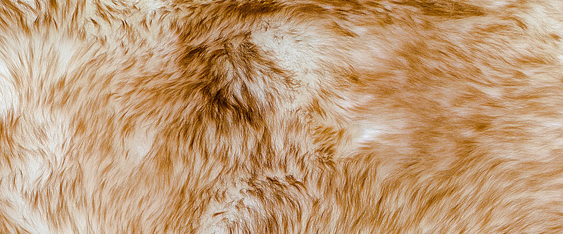 Large Cheetah Fur Wallpaper -