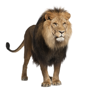 Format: Png - Animal, Transparent background PNG HD thumbnail
