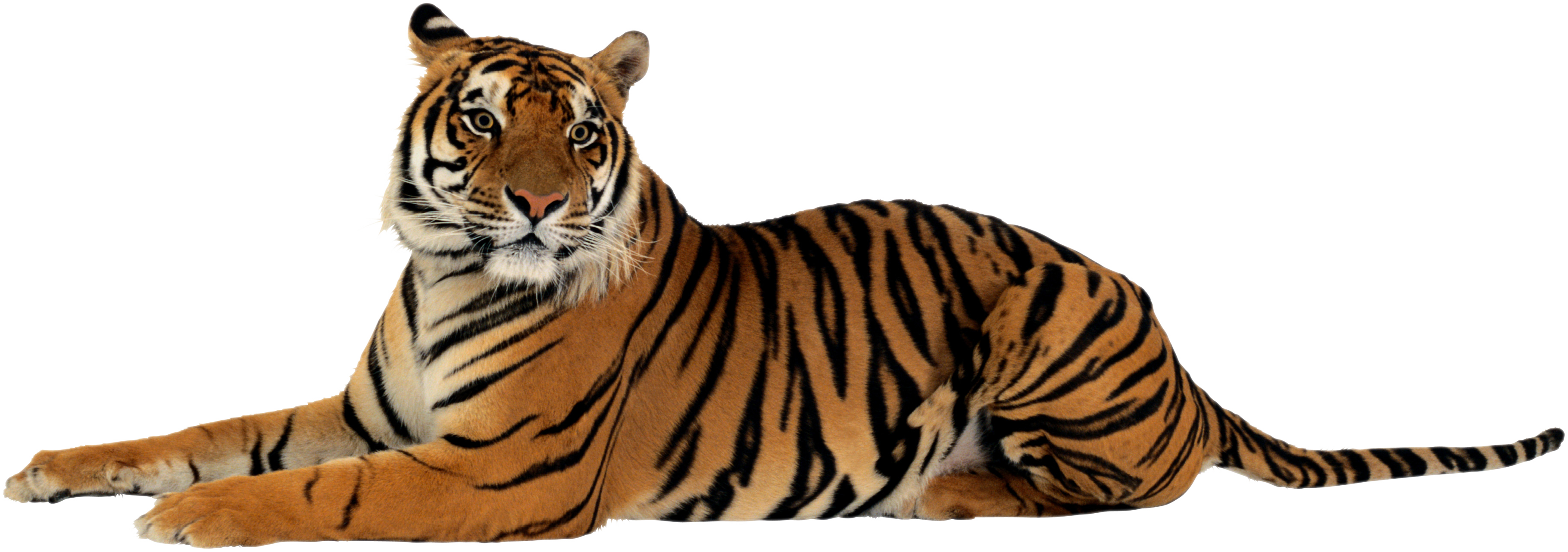 Tiger Png - Animal, Transparent background PNG HD thumbnail