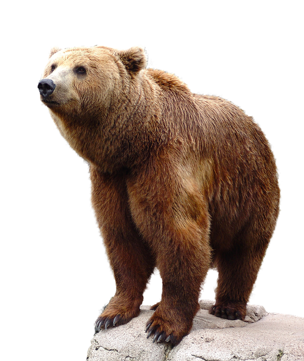 Wild Brown Bear Nature Animal Wildlife Isolated - Animal, Transparent background PNG HD thumbnail