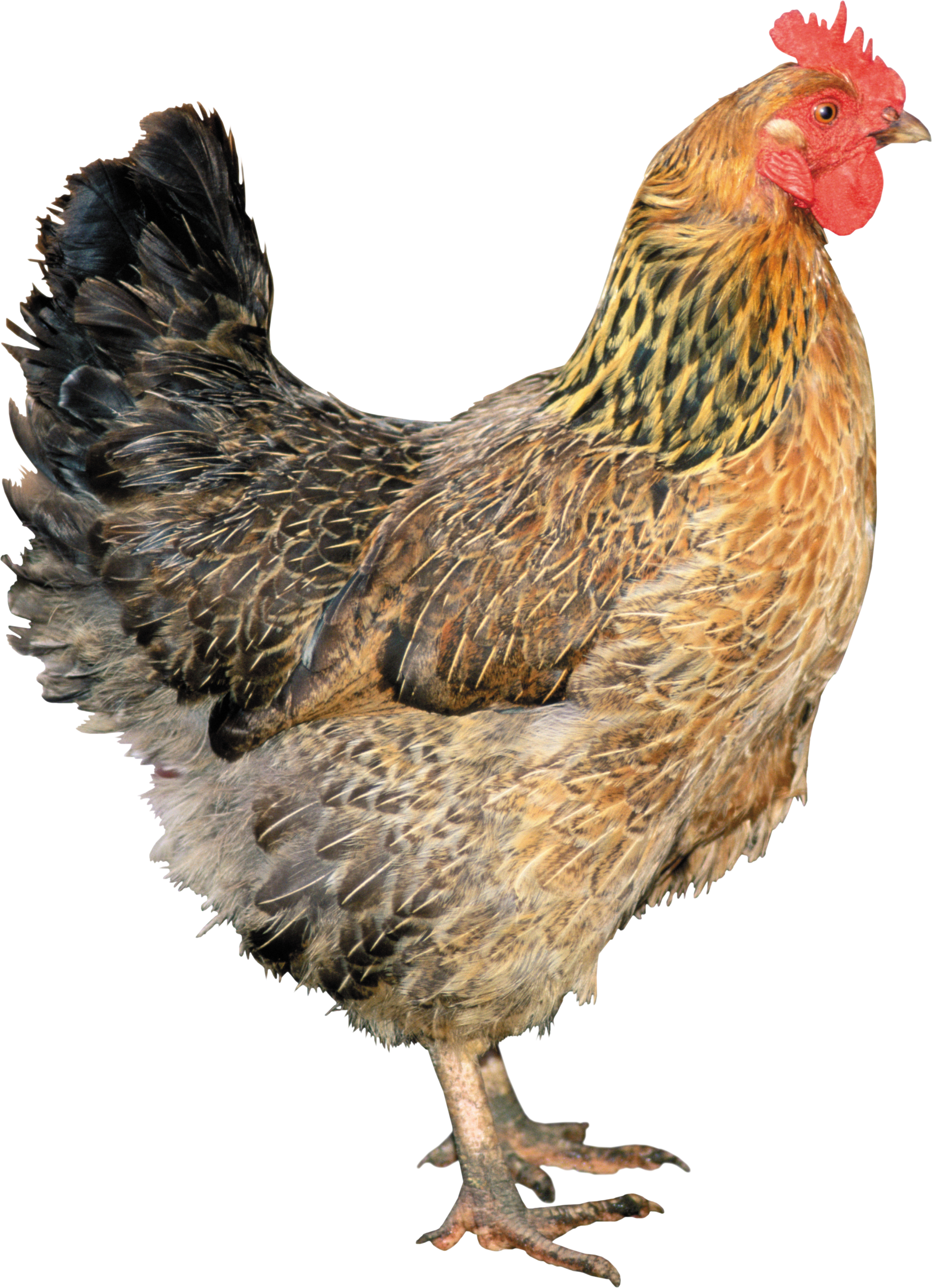 Chicken · Cock Png - Animal, Transparent background PNG HD thumbnail
