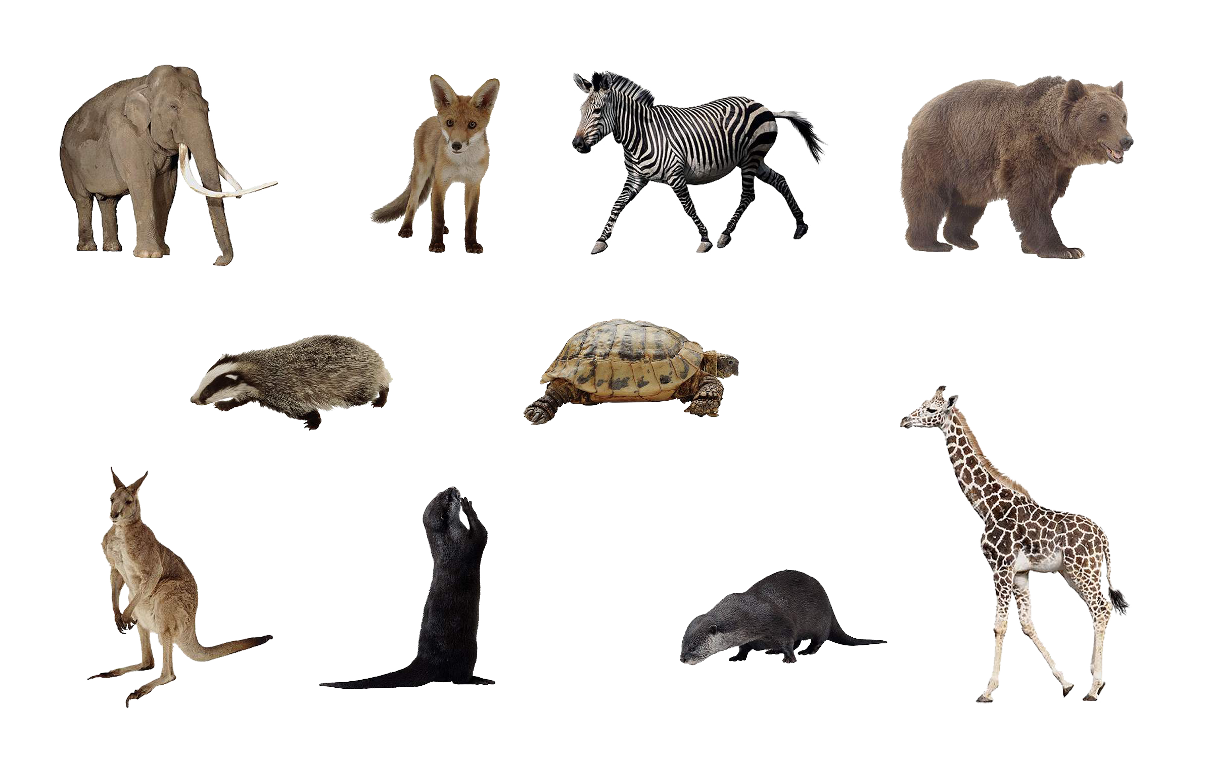 File:animals Png Set By Mossi889 D4Uye4Q.png - Animal, Transparent background PNG HD thumbnail