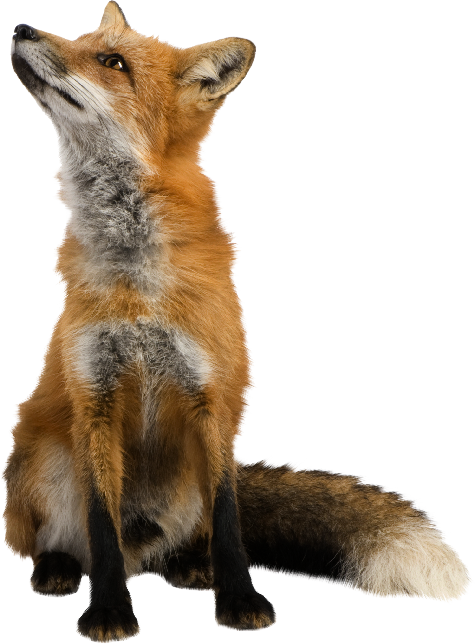 Fox Png - Animal, Transparent background PNG HD thumbnail