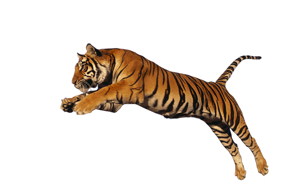 Download Png Image   Tiger Png Hd - Animal, Transparent background PNG HD thumbnail