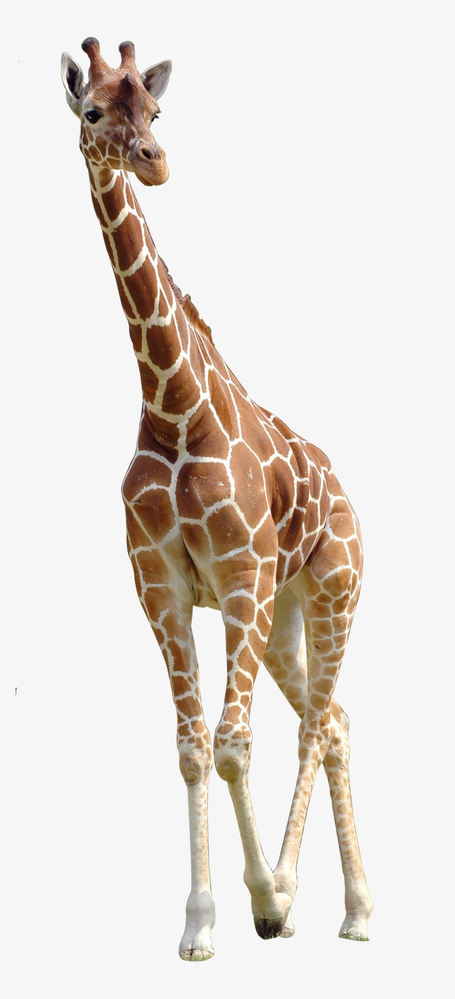 Giraffe, Hd, Animal Free Png Image - Animal, Transparent background PNG HD thumbnail