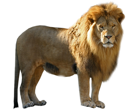Lion Png - Animal, Transparent background PNG HD thumbnail