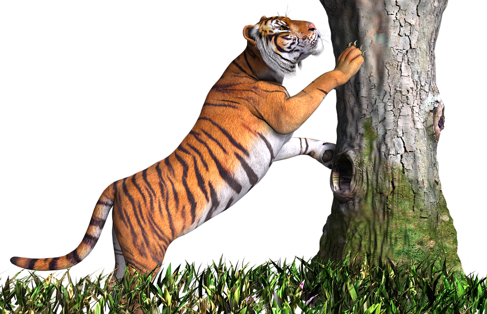 Tiger Animal Cat Design 3D Render Png Tige - Animal, Transparent background PNG HD thumbnail
