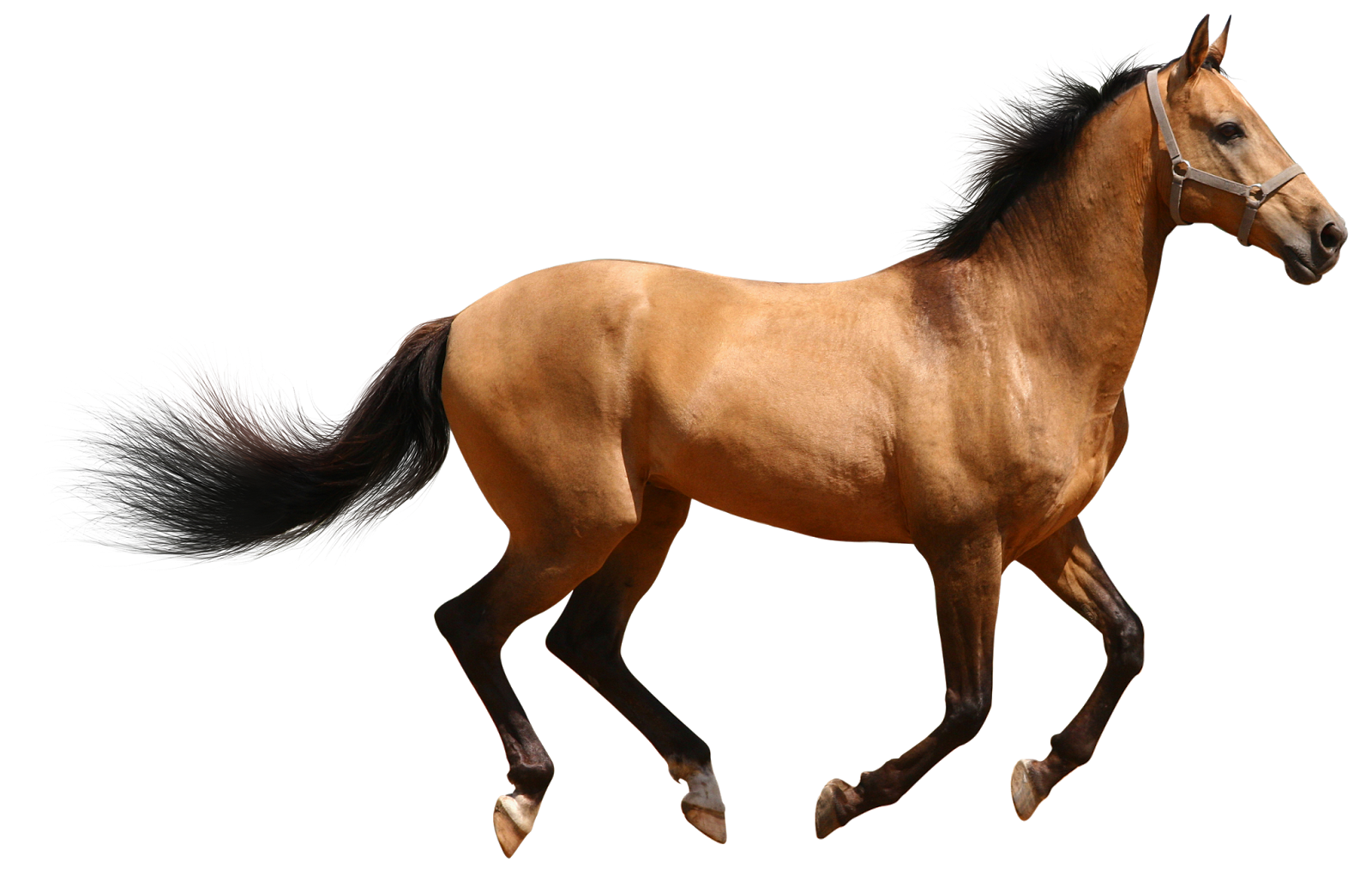 Horse 3D Animal Png Image #22321 - Animal, Transparent background PNG HD thumbnail