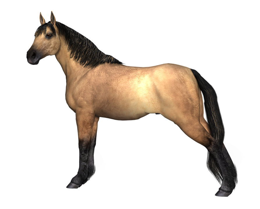 Horse, Brown, Animal, Equestrian, 3D - Animal, Transparent background PNG HD thumbnail