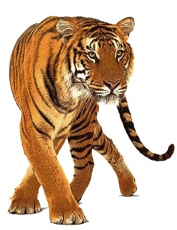 I Absolutely Love Tigers And Have Two Of My Own On My Tattoos. - Animal, Transparent background PNG HD thumbnail