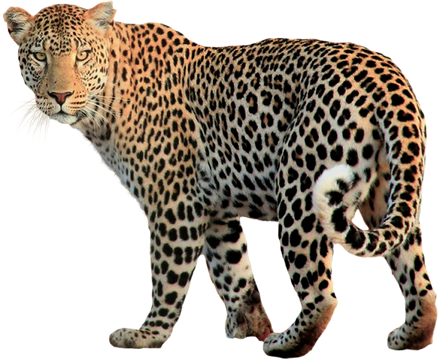 Isolated, Animal, Leopard, Cat, Wild, Background - Animal, Transparent background PNG HD thumbnail