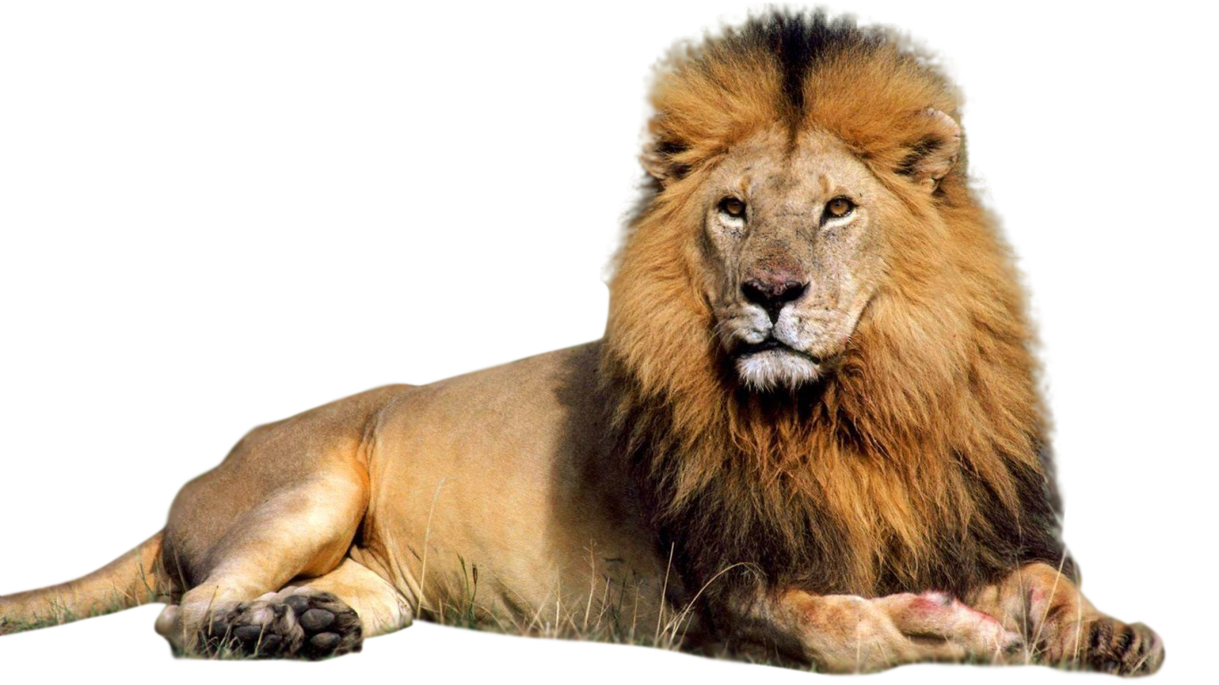 Lion Png Clipart Png Image - Animal, Transparent background PNG HD thumbnail
