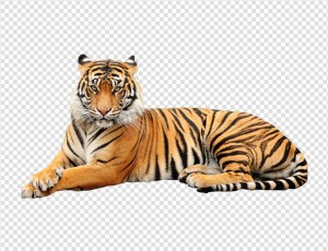 Tiger Png Image - Animal, Transparent background PNG HD thumbnail